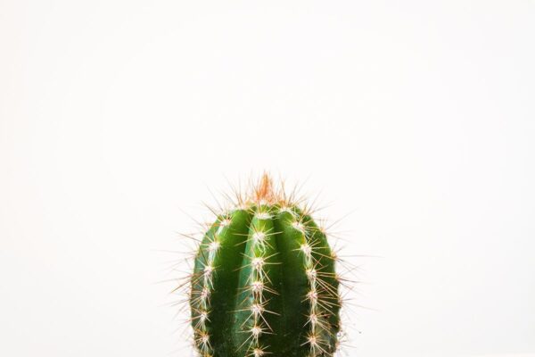 Relaciones Tóxicas